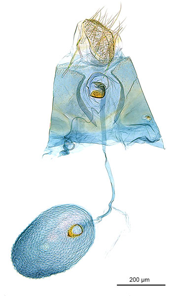 /filer/webapps/moths_gc/media/images/D/drypette_Conopomorpha_HT_GF_ANIC.jpg