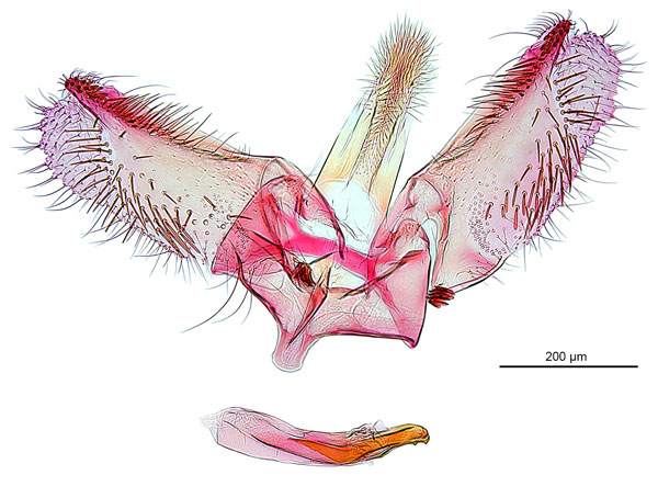 /filer/webapps/moths_gc/media/images/D/drypette_Conopomorpha_PT_GM_ANIC.jpg