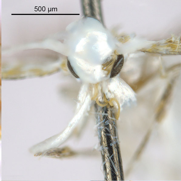 /filer/webapps/moths_gc/media/images/D/drypette_Cuphodes_HT_head1_ANIC.jpg