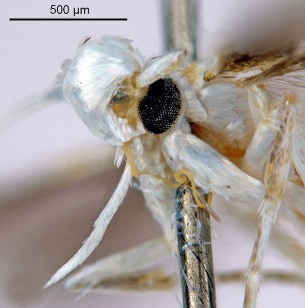 /filer/webapps/moths_gc/media/images/D/drypette_Cuphodes_HT_head2_ANIC.jpg