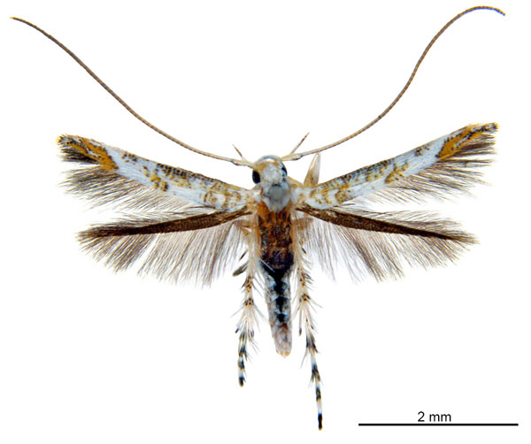 /filer/webapps/moths_gc/media/images/D/drypette_Cuphodes_PT_ANIC.jpg