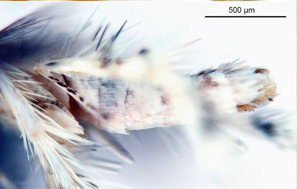 /filer/webapps/moths_gc/media/images/D/drypette_Cuphodes_PT_abdomen_ANIC.jpg