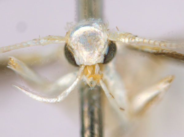 /filer/webapps/moths_gc/media/images/D/drypette_Cuphodes_PT_head1_ANIC.jpg