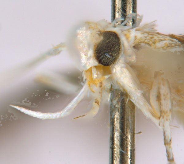 /filer/webapps/moths_gc/media/images/D/drypette_Cuphodes_PT_head2_ANIC.jpg