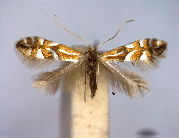 /filer/webapps/moths_gc/media/images/D/dubitella_Phyllonorycter_A_EIHU.jpg