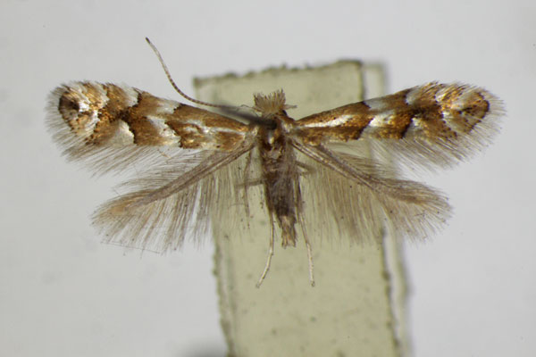 /filer/webapps/moths_gc/media/images/D/dubitella_Phyllonorycter_A_ZSM_2.jpg