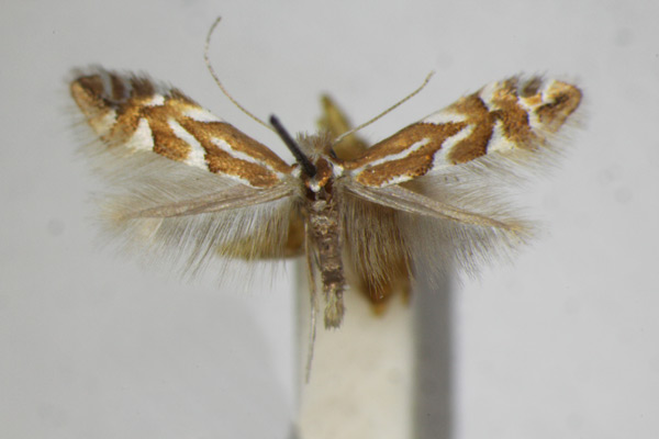 /filer/webapps/moths_gc/media/images/D/dubitella_Phyllonorycter_A_ZSM_4.jpg