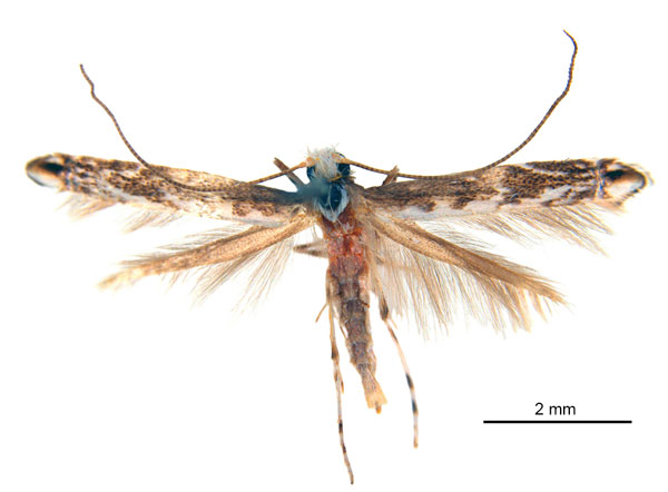 /filer/webapps/moths_gc/media/images/D/dunkensis_Epicephala_HT_ANIC.jpg