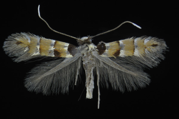 /filer/webapps/moths_gc/media/images/D/durangensis_Phyllonorycter_A_Deschka.jpg