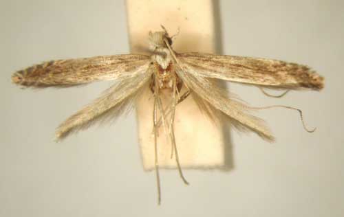 /filer/webapps/moths_gc/media/images/D/dystacta_Pleiomorpha_PT_TMSA6109.jpg