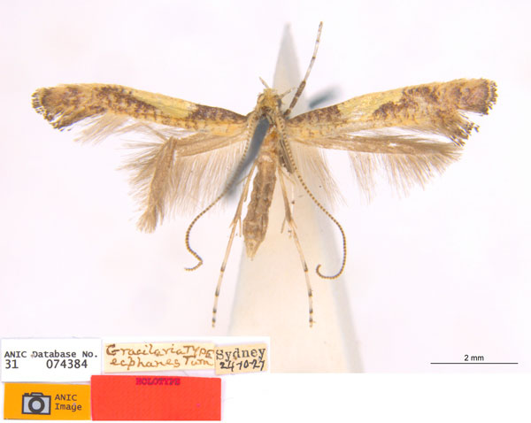 /filer/webapps/moths_gc/media/images/E/ecphanes_Caloptilia_HT_ANIC.jpg