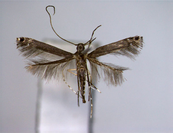 /filer/webapps/moths_gc/media/images/E/elaphopa_Melanocercops_A_EIHU.jpg