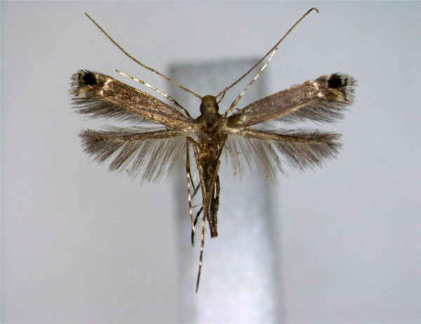 /filer/webapps/moths_gc/media/images/E/elaphopa_Melanocercops_A_EIHU_2.jpg