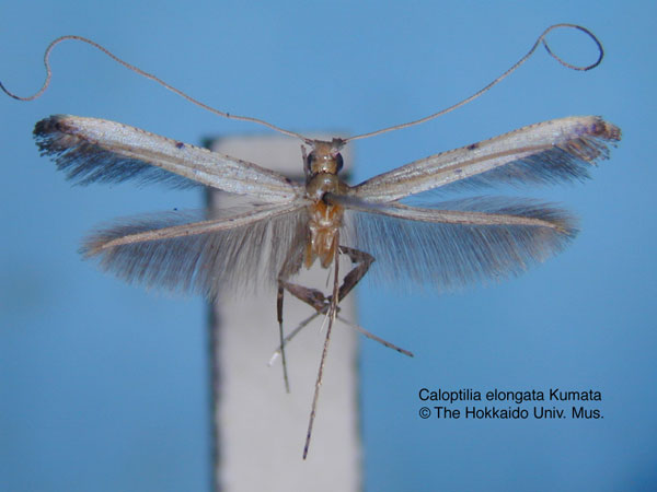 /filer/webapps/moths_gc/media/images/E/elongata_Caloptilia_HT_EIHU.jpg