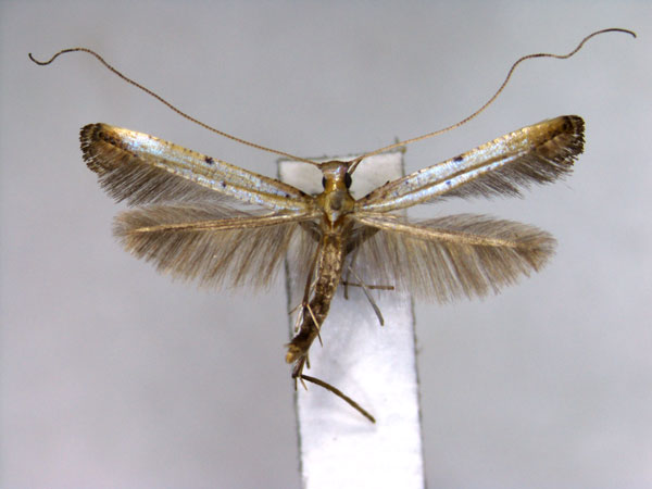 /filer/webapps/moths_gc/media/images/E/elongata_Caloptilia_PT_EIHU.jpg