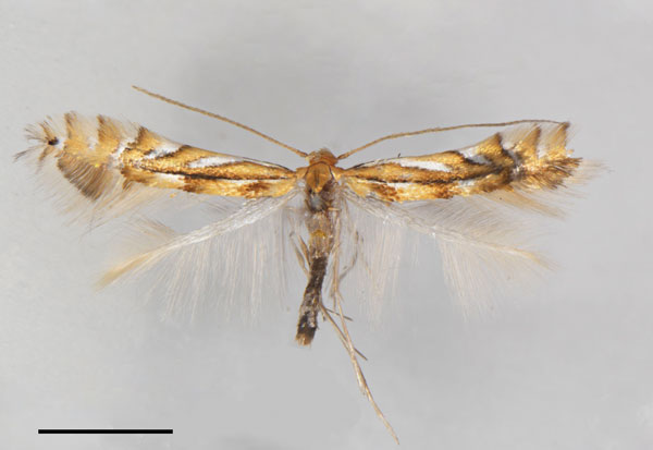 /filer/webapps/moths_gc/media/images/E/elongata_Phyllocnistis_HT_Cerdena-etal_2022_199.jpg