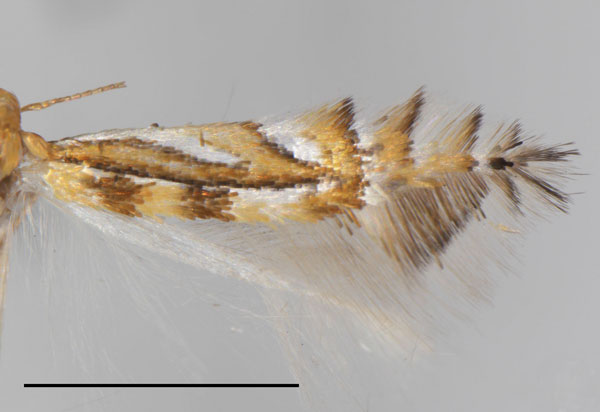 /filer/webapps/moths_gc/media/images/E/elongata_Phyllocnistis_PT_Cerdena-etal_2022_199.jpg
