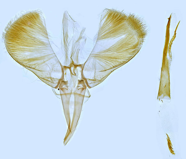 /filer/webapps/moths_gc/media/images/E/elongella_Caloptilia_GM_Hall.jpg
