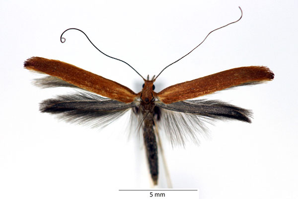 /filer/webapps/moths_gc/media/images/E/elongella_Caloptilia_iW_01_LR.jpg