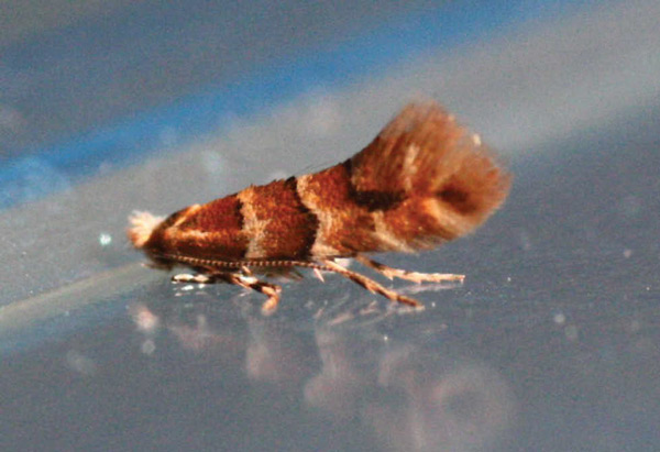 /filer/webapps/moths_gc/media/images/E/emberizaepennella_Phyllonorycter_A_Craves_2017_4.jpg