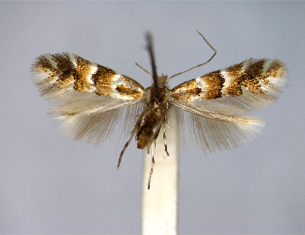 /filer/webapps/moths_gc/media/images/E/emberizaepennella_Phyllonorycter_A_EIHU.jpg