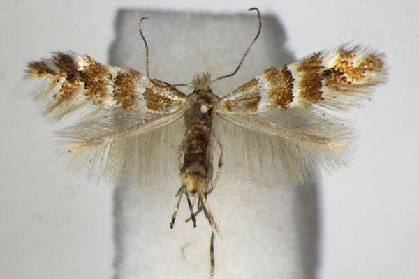/filer/webapps/moths_gc/media/images/E/emberizaepennella_Phyllonorycter_A_ZSM.jpg