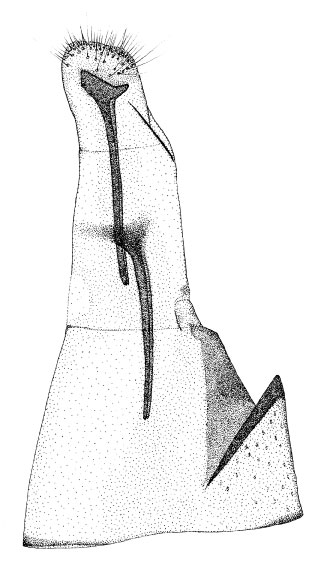 /filer/webapps/moths_gc/media/images/E/encaeria_Phyllonorycter_GF_DePrins.jpg