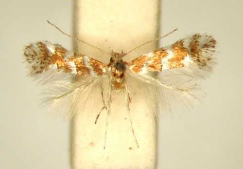 /filer/webapps/moths_gc/media/images/E/encaeria_Phyllonorycter_HT_TMSA361.jpg