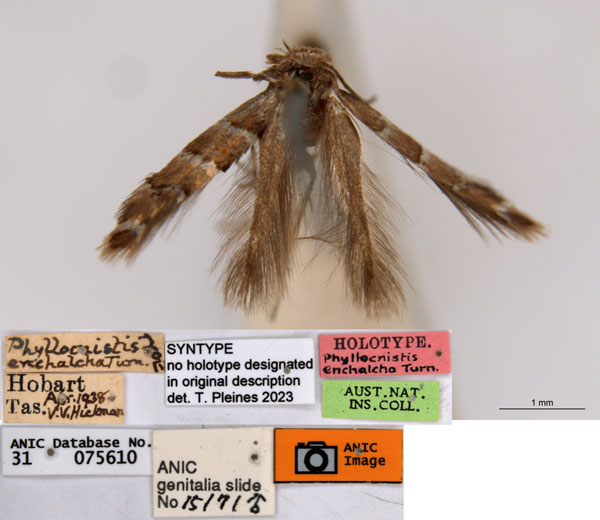 /filer/webapps/moths_gc/media/images/E/enchalcoa_Phyllonorycter_ST1_ANIC.jpg