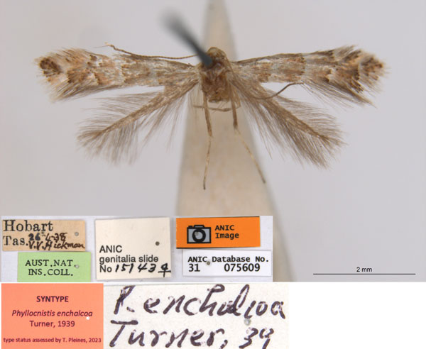 /filer/webapps/moths_gc/media/images/E/enchalcoa_Phyllonorycter_ST2_ANIC.jpg
