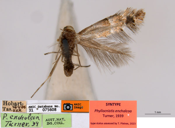 /filer/webapps/moths_gc/media/images/E/enchalcoa_Phyllonorycter_ST3_ANIC.jpg