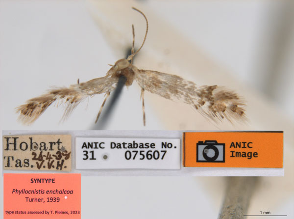/filer/webapps/moths_gc/media/images/E/enchalcoa_Phyllonorycter_ST4_ANIC.jpg