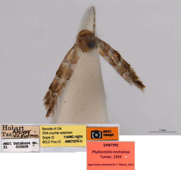 /filer/webapps/moths_gc/media/images/E/enchalcoa_Phyllonorycter_ST5_ANIC.jpg