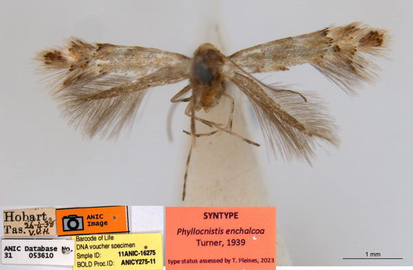 /filer/webapps/moths_gc/media/images/E/enchalcoa_Phyllonorycter_ST6_ANIC.jpg