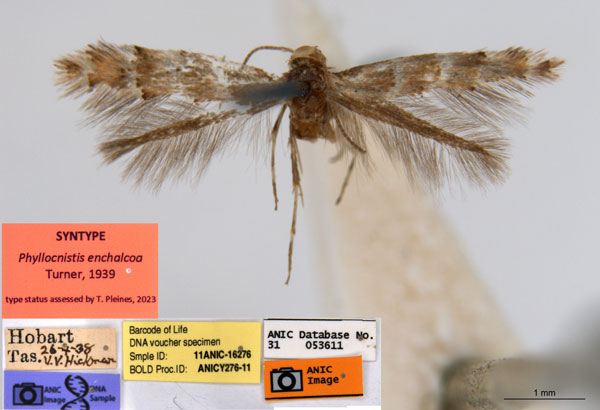 /filer/webapps/moths_gc/media/images/E/enchalcoa_Phyllonorycter_ST7_ANIC.jpg