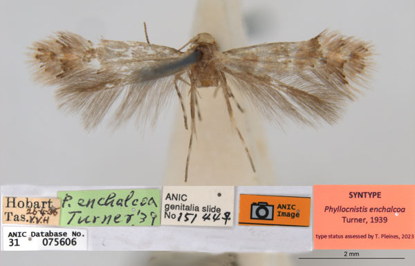 /filer/webapps/moths_gc/media/images/E/enchalcoa_Phyllonorycter_ST8_ANIC.jpg