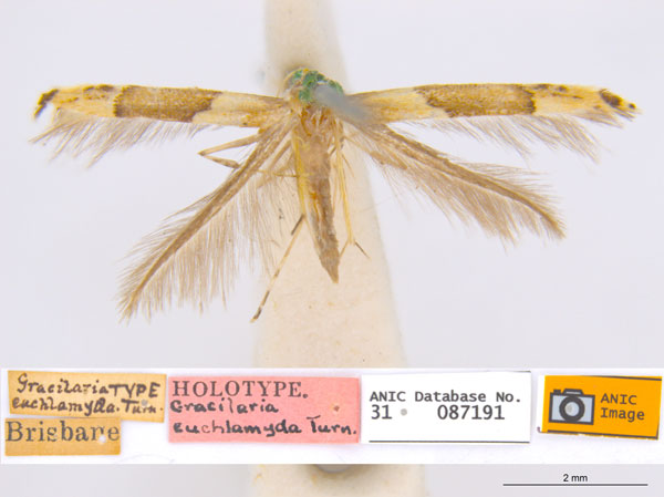 /filer/webapps/moths_gc/media/images/E/enchlamyda_Acrocercops_ST1_ANIC.jpg