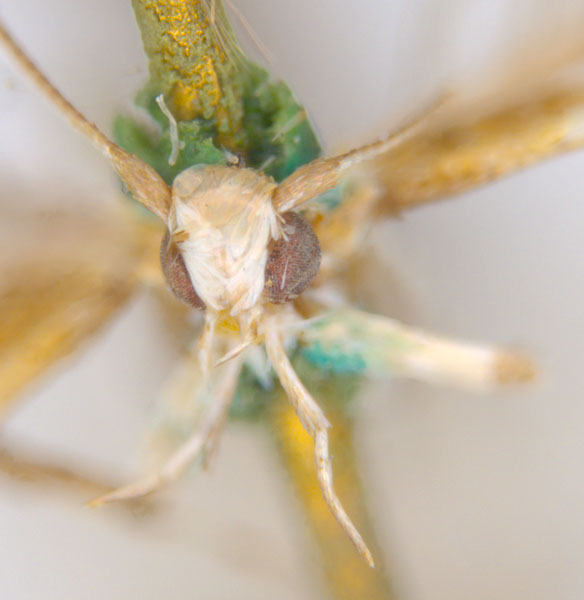 /filer/webapps/moths_gc/media/images/E/enchlamyda_Acrocercops_ST2_head_ANIC.jpg