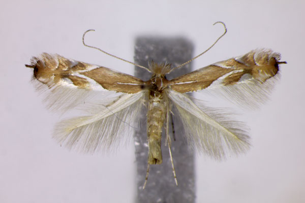 /filer/webapps/moths_gc/media/images/E/endryella_Phyllonorycter_A_BMNH.jpg