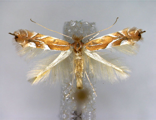 /filer/webapps/moths_gc/media/images/E/endryella_Phyllonorycter_A_EIHU.jpg
