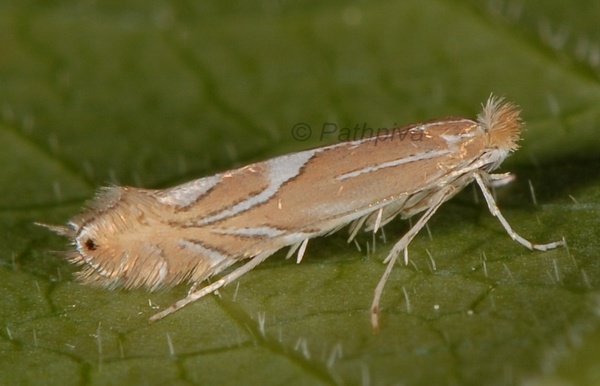 /filer/webapps/moths_gc/media/images/E/endryella_Phyllonorycter_A_PathPiva.jpg