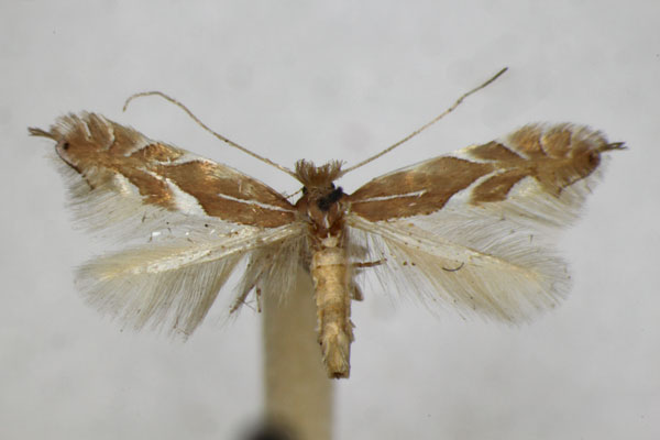 /filer/webapps/moths_gc/media/images/E/endryella_Phyllonorycter_A_ZSM.jpg