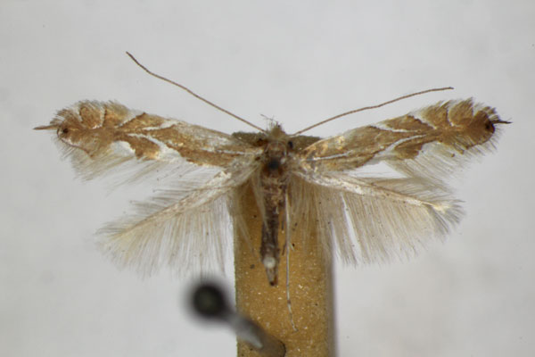/filer/webapps/moths_gc/media/images/E/endryella_Phyllonorycter_A_ZSM_2.jpg