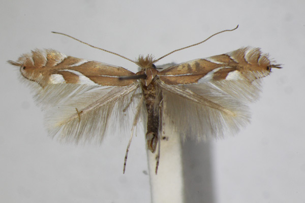 /filer/webapps/moths_gc/media/images/E/endryella_Phyllonorycter_A_ZSM_3.jpg
