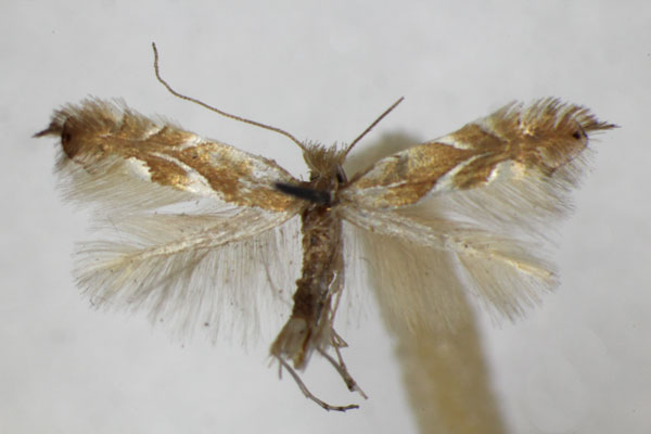 /filer/webapps/moths_gc/media/images/E/endryella_caudiferella_Phyllonorycter_A_ZSM.jpg
