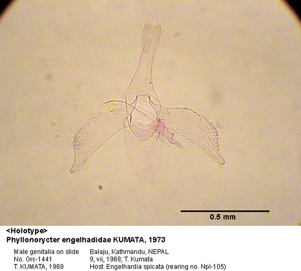 /filer/webapps/moths_gc/media/images/E/engelhardiae_Phyllonorycter_GM_HT_1441_EIHU.jpg