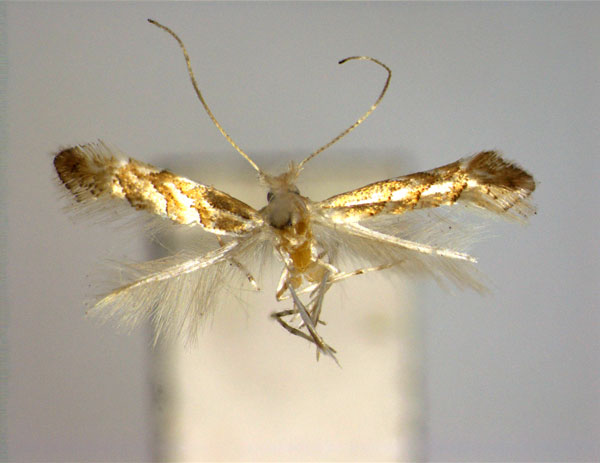 /filer/webapps/moths_gc/media/images/E/engelhardiae_Phyllonorycter_PT_EIHU.jpg