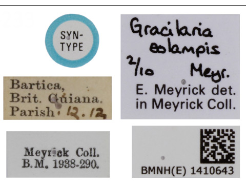 /filer/webapps/moths_gc/media/images/E/eolampis_Caloptilia_ST_1410643_BMNH_Labels.jpg