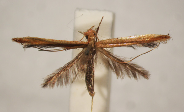 /filer/webapps/moths_gc/media/images/E/eolampis_Caloptilia_ST_BMNH-(E)-1410656_BMNH.jpg