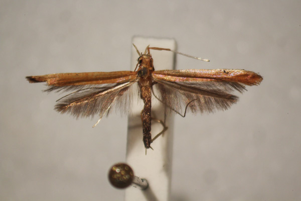 /filer/webapps/moths_gc/media/images/E/eolampis_Caloptilia_ST_BMNH-(E)-1410658_BMNH.jpg